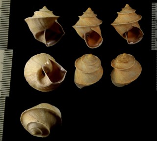 ソロバンダママイマイ (仮称) Neopetraeus binneyanus small