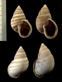 シモブクレマイマイの仲間 Scutalus cora debilisculptus small