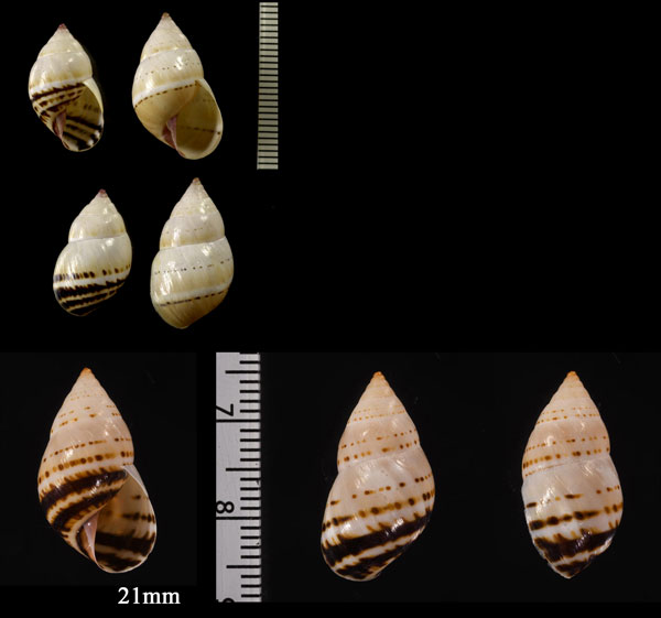 ソコスジオカカクタニシ Bostryx tumidulus small