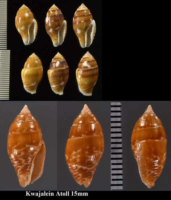 タモトガイ Pyrene punctata small
