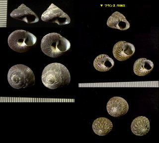 ヘソアキシタダミ Gibbula umbilicalis small