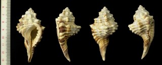 ミスジシノマキガイ Cymatium trilineatum small