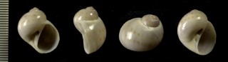 クダモノタマガイ Natica marochiensis small