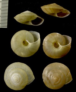 タラマケマイマイ Aegista osbeckii small