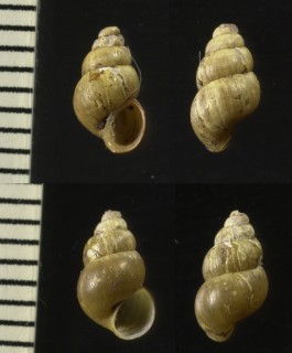 ヒメオカマメタニシ Blanfordia japonica simplex small