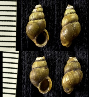 イツマデガイ 何時迄貝 Blanfordia japonica small