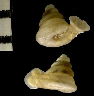 ラッパガイ Hypselostoma insularum small