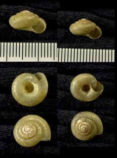 タカヒデマイマイ juvenile shell Paraegista takahidei small