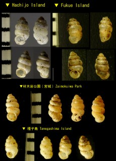 ヒダリマキゴマガイ Palaina pusilla small