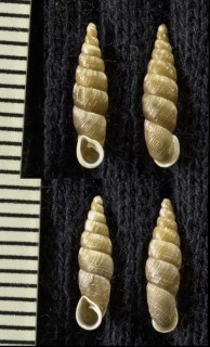 エゾコギセル Pictophaedusa monelasmus small