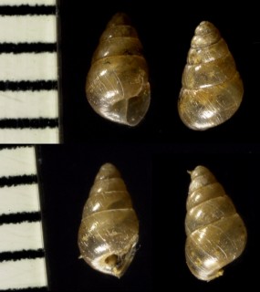 ノミガイ Tornatellides boeningi small