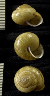 サヤガタドイツマイマイの一種 Arianta arbustorum alpicola small