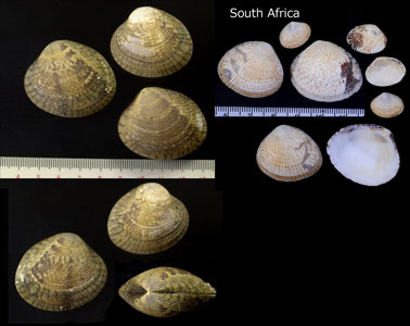 ケマンガイ Gafrarium divaricatum small