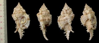 オガサワラガンゼキの仲間 未詳 Chicoreus sp. small