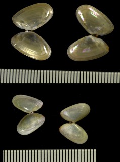 ハツザクラ Nitidotellina pallidula small