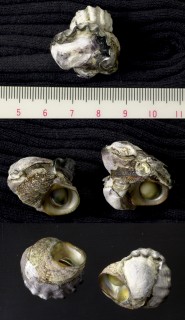 ニセマガキ Saccostrea echinata small