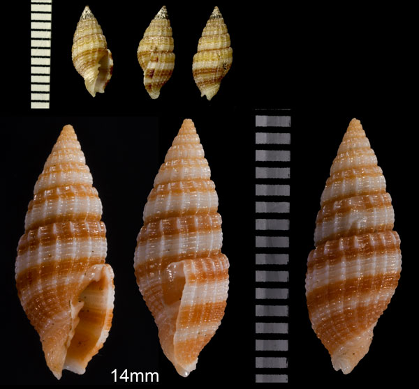 アマンダツクシ Vexillum amandum small