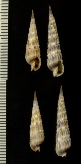 シコロタケノコ Terebra hancocki small