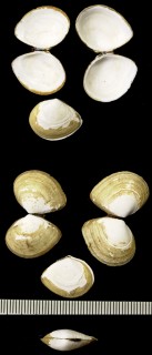 バライロシラトリ Macoma balthica inconspicua small
