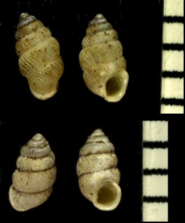 ウジグントウゴマガイ Diplommatina cassa ujiinsularis small
