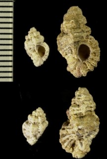 フリルヨウラク (仮称) Favartia alveata small