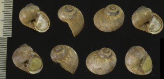 ヨーロッパハイイロタマ Payraudeautia intricata small