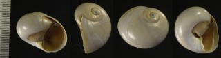 フカノメツメタガイ Neverita duplicata small
