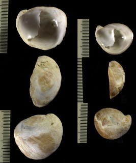 ヒロフネガイ cf. Calyptraea dilatata small
