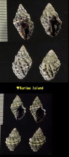 クチキレレイシダマシ Thais marginatra small