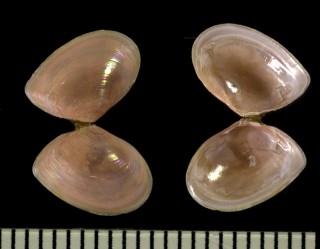 トガリユウシオガイ Moerella culter small