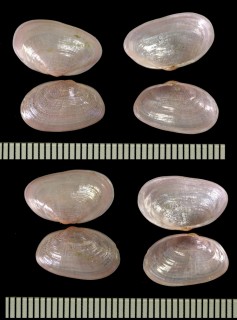 バライロマメアゲマキ Scintilla rosea small