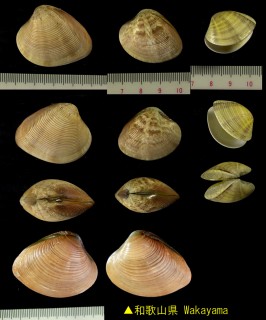 スダレハマグリ Katelysia japonica small