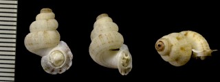 パーマンアダムスマイマイ Adamsiella pearmaneana small