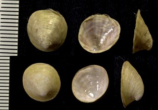 シロガサガイの仲間 アイスランド Pilidium radiatum small
