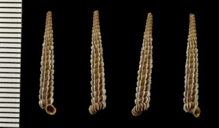 ヤマイトカケガイの一種 Gongylostoma lowei small
