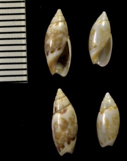 ハナアヤメ 花菖蒲 Olivella signata small