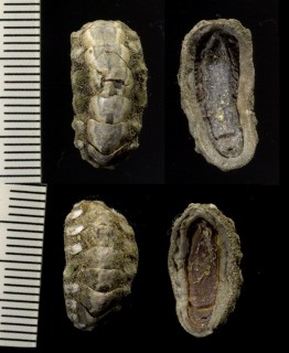 ヒメケハダヒザラガイ Acanthochitona achates small