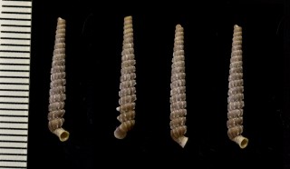 ドウチャンベルヤマイトカケガイ Gongylostoma dautzenbergiana small