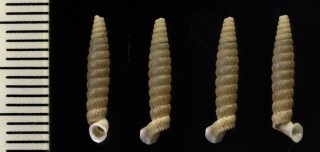 トリニタリアパイプガイ (仮称) Brachypodella trinitaria small