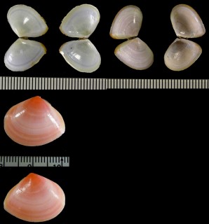 リュウキュウザクラ Moerella philippinensis small