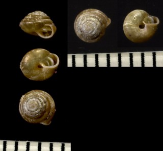 マツシマクチミゾガイ Strobilops nipponica small