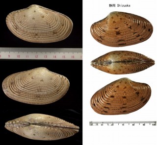 スダレガイ 簾貝 Paphia euglypta small