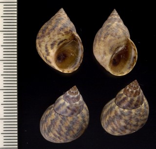 アメリカウズラタマキビ Littorina angulifera small