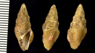 クダボラの仲間 西アフリカ Turris consociata small