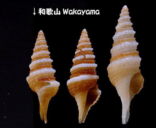 ホソジュズカケクダマキ Gemmula pulchella small