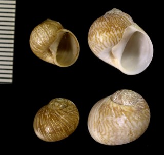タマガイの仲間 南アフリカ Natica simplex small