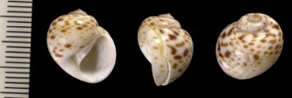 タマガイの仲間 西アフリカ Natica gruveli small