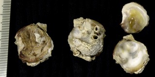 ベッコウガキ Neopycnodonte cochlear small