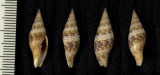 バエリフデ Neocancilla baeri small