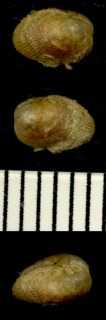 チビタマエガイ Musculus pusio small